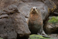 Lachtan Forsteruv - Arctocephalus forsteri - New Zealand Fur Seal - kekeno 8155
